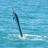 Sailfish jumping